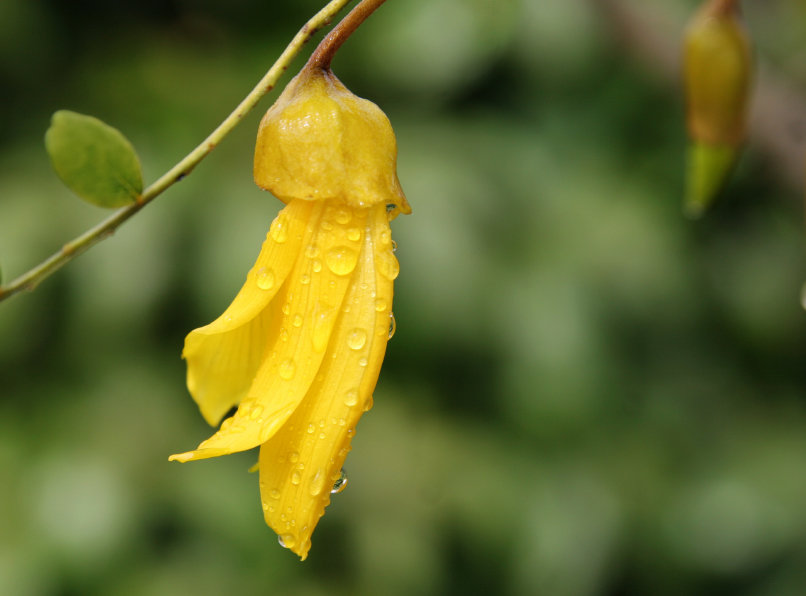 gallery-img