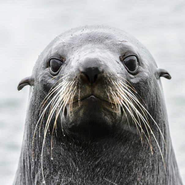 FULL DAY WINE, SEALS AND PALLISER LIGHTHOUSE TOUR