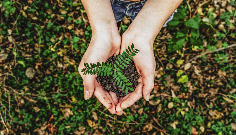 Green Wellington: Eco-Friendly Travel Tips