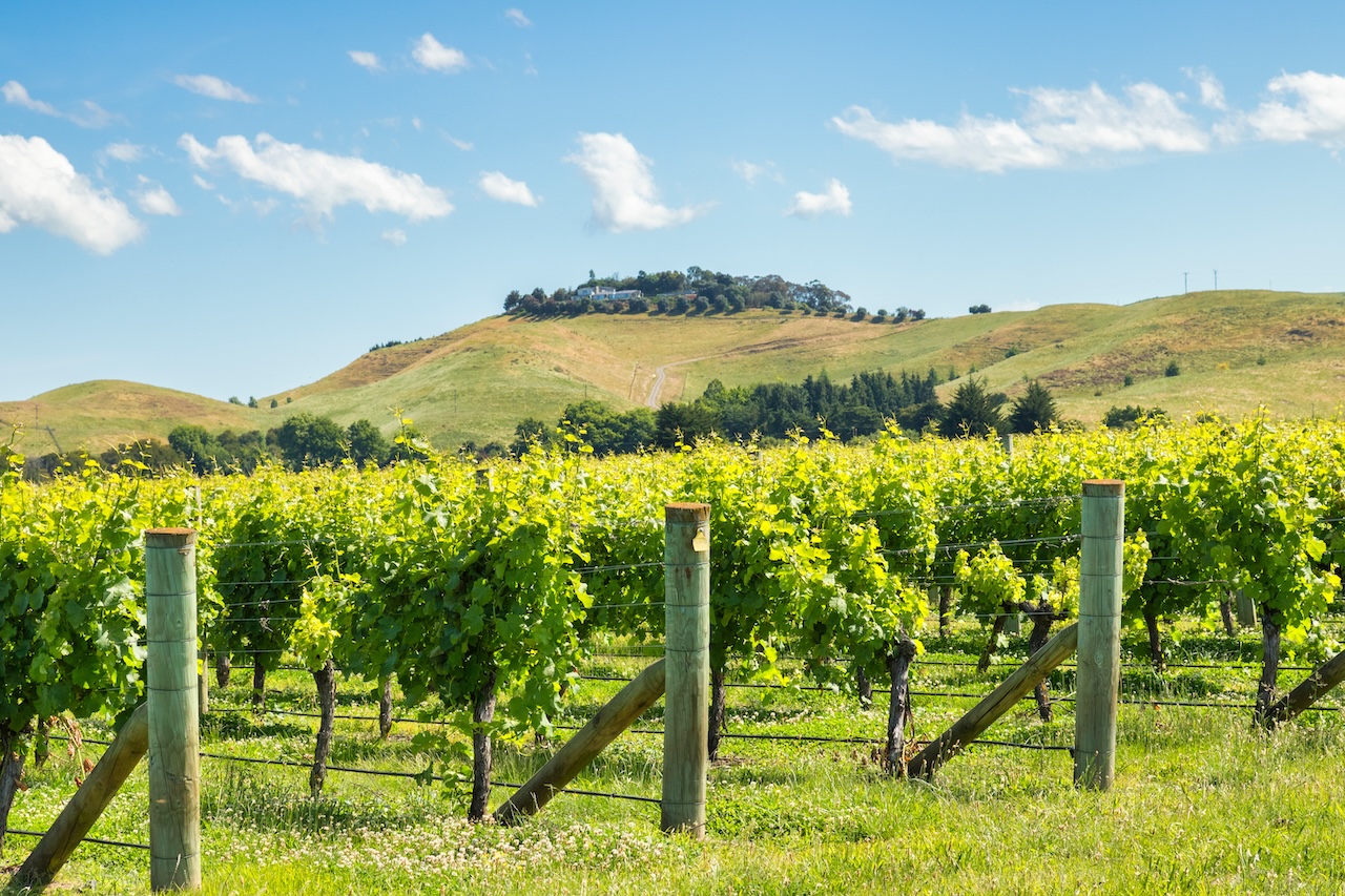 The Wine Regions of New Zealand: A Taster’s Guide