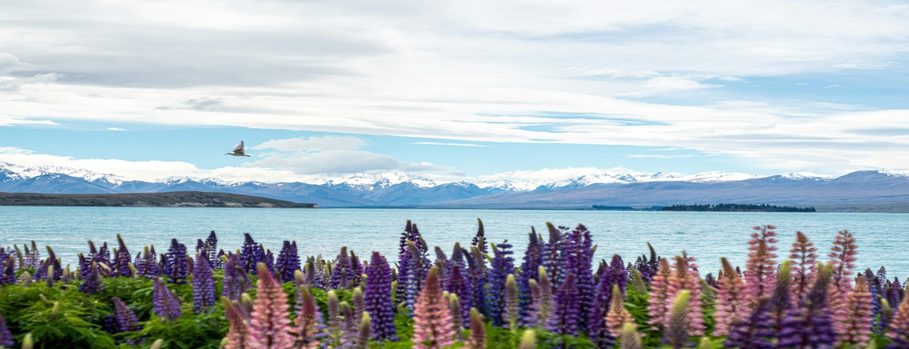 Garden and Flower Tours: New Zealand’s Blooming Beauties