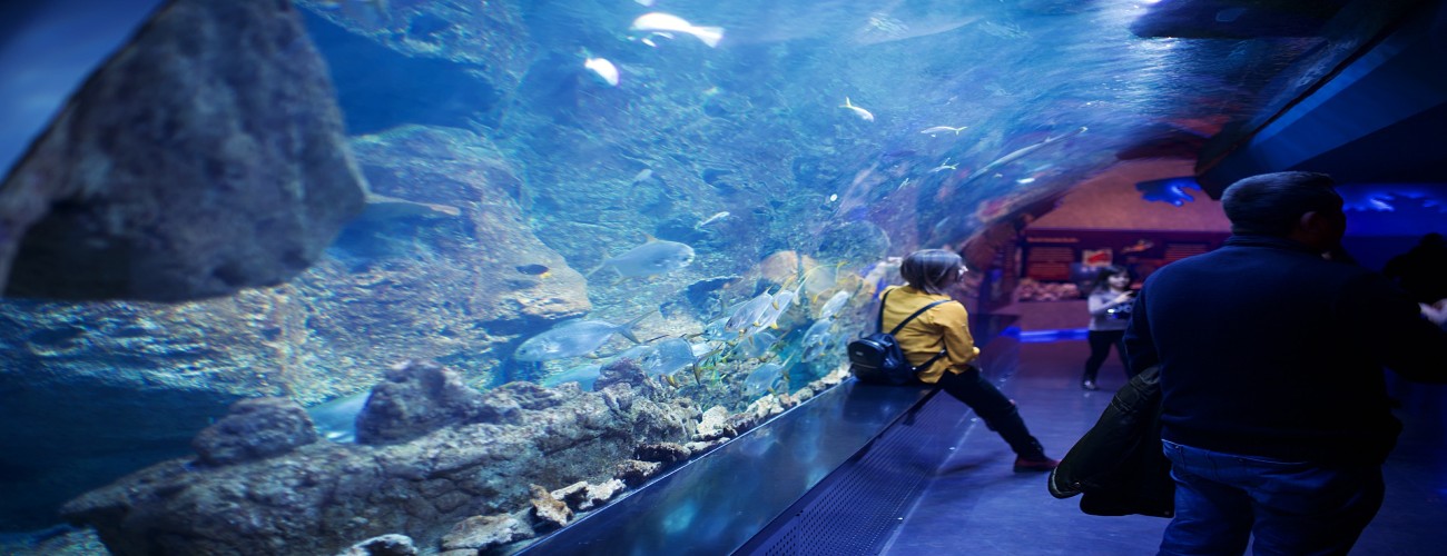 Explore SEA LIFE Kelly Tarlton’s Aquarium