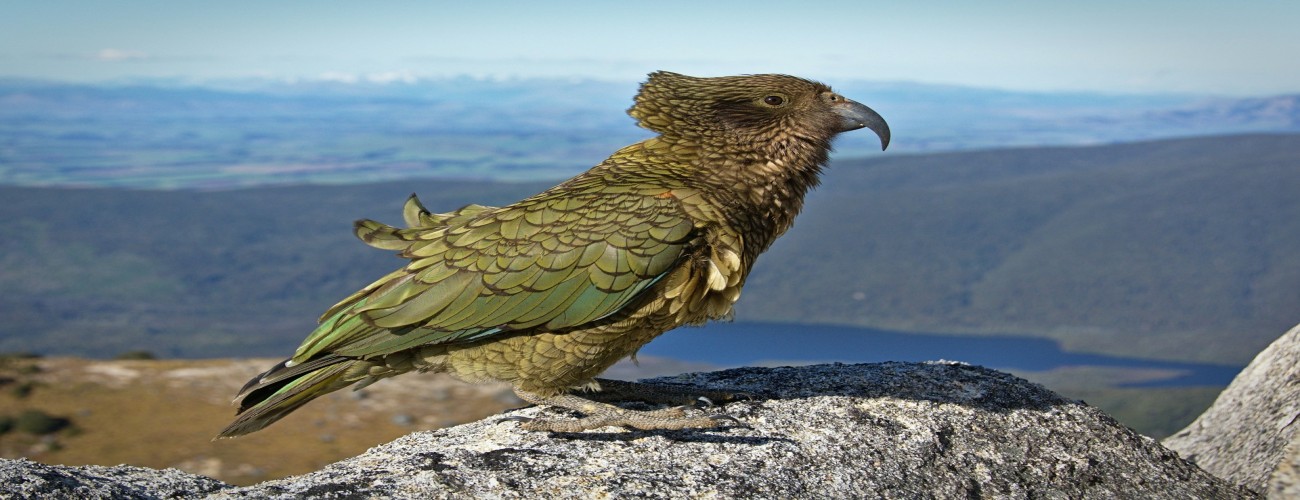 New Zealand's Wildlife: A Guide to Unique Fauna