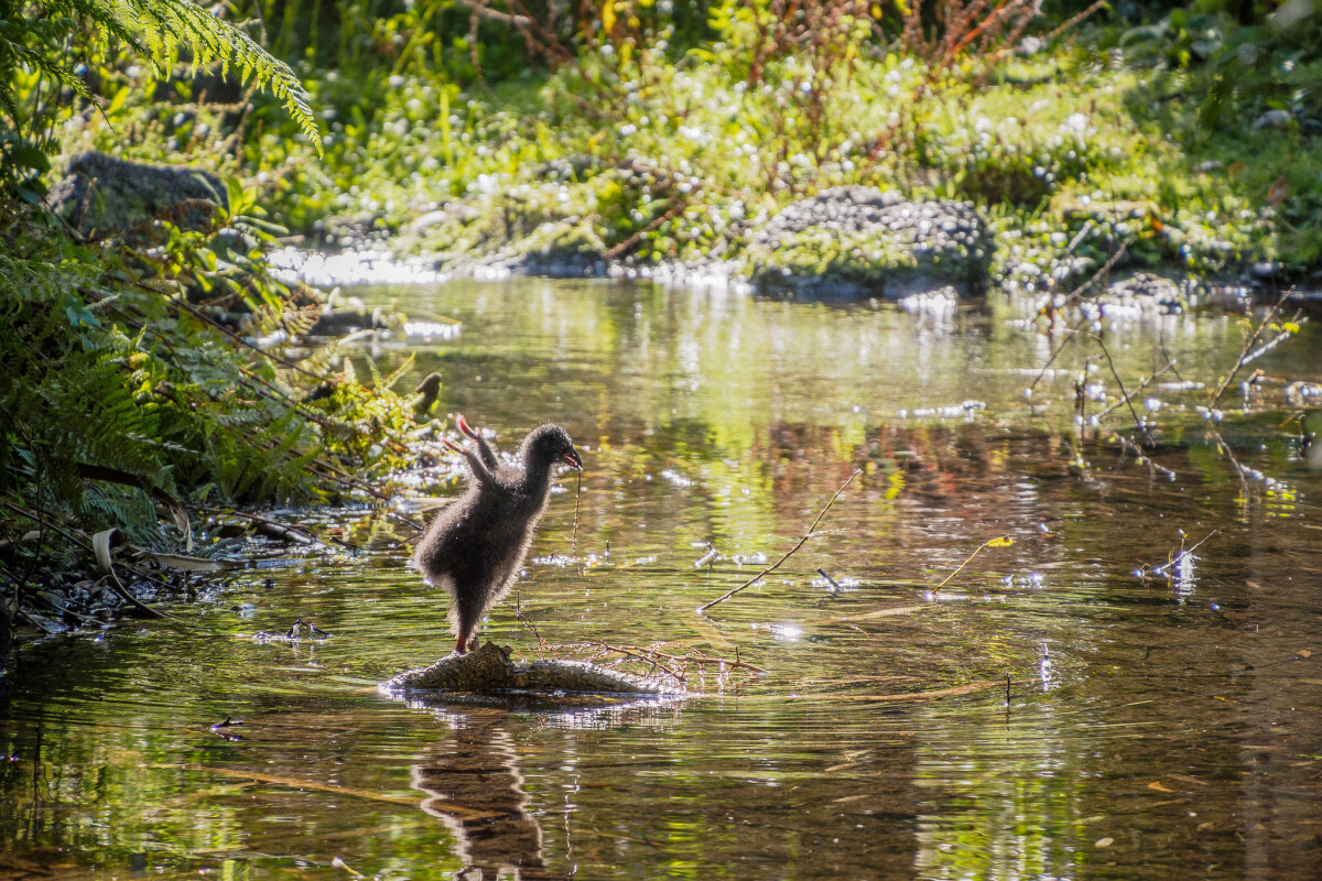 Explore Willowbank Wildlife Reserve