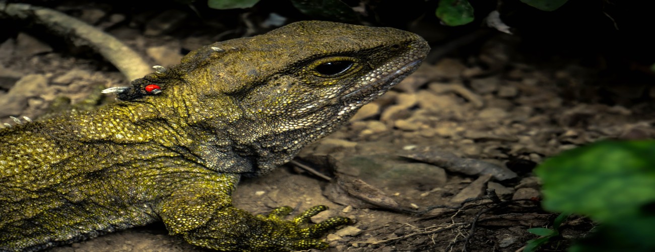 Explore Zealandia